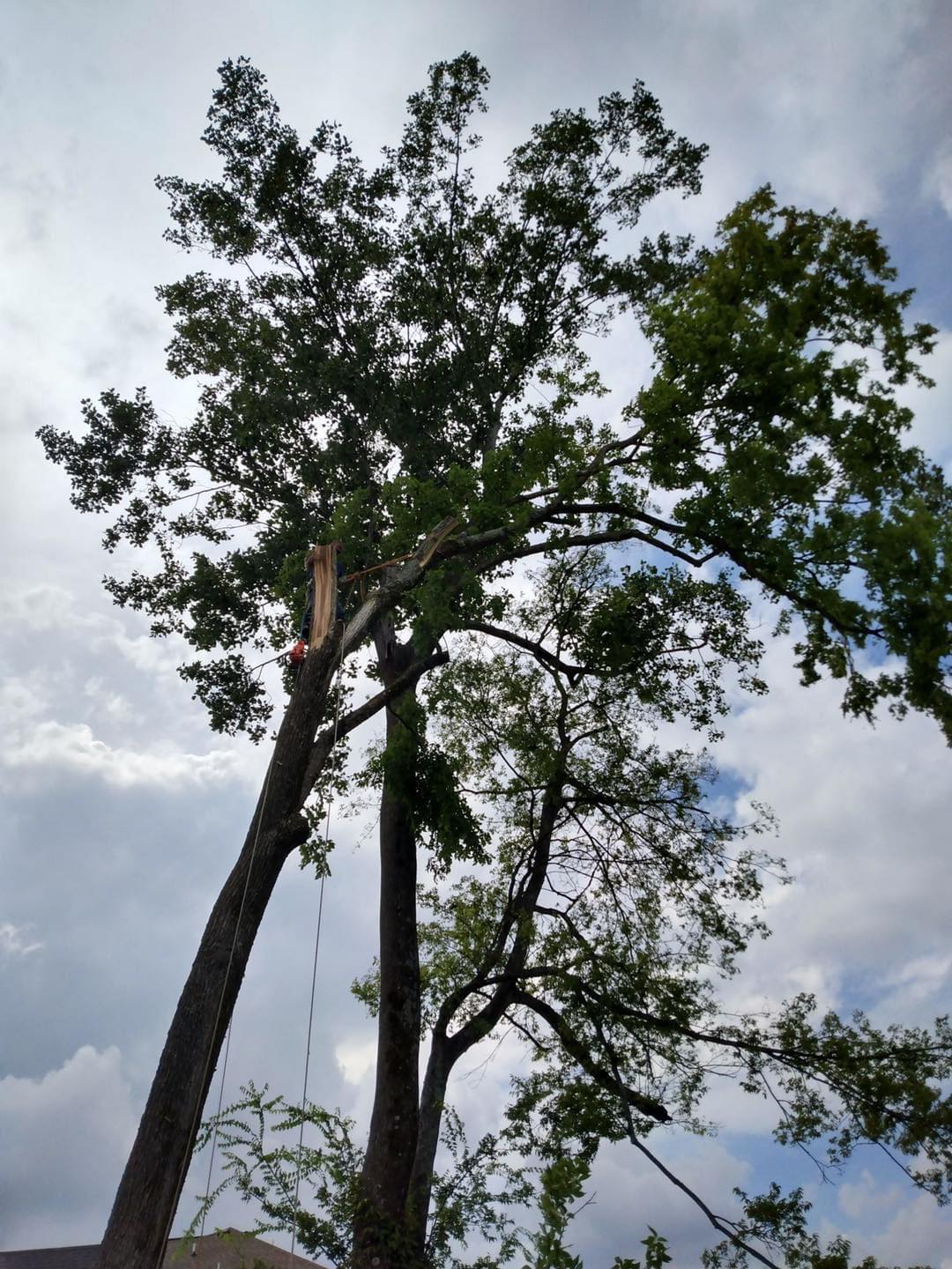Cost of Tree Removal in Columbia SC
