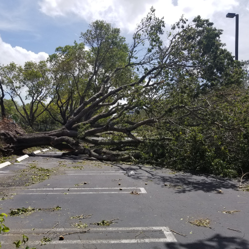 How Much Does Insurance Cover Tree Removal after a Storm?
